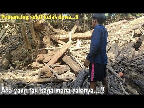 Ternyata Tumpukan Kayu Ini Sarangnya Ikan Nilem Nilembabon Youtube