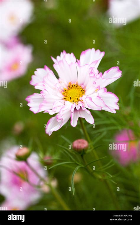 Cosmos Double Click Bicolor Rose Flowers Stock Photo Alamy