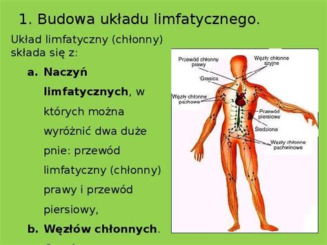 Prezentacja układ limfatyczny i odporność organizmu Świat prezentacji