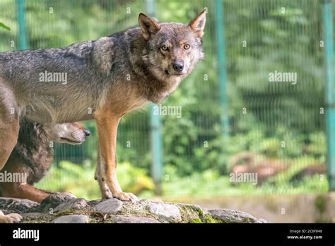 Gray Wolf In The Aviary The Wolf Canis Lupus Also Known As The Gray