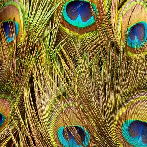 Peacock feathers close up — Stock Photo © Nik_Merkulov #104324604