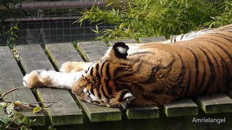 "cute sleeping tiger" by Amrielangel | Redbubble