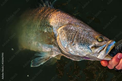 Barramundi ready for release Stock Photo | Adobe Stock