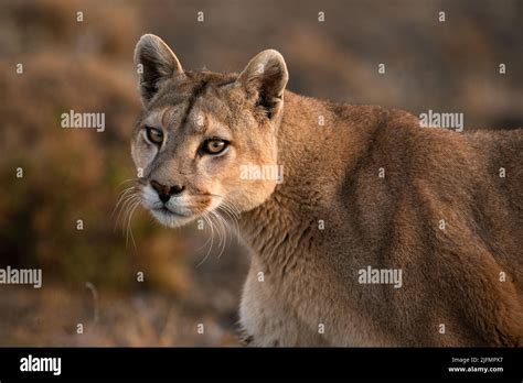 Eine Wilde Weibliche Puma Puma Concolor Aus Dem Chilenischen