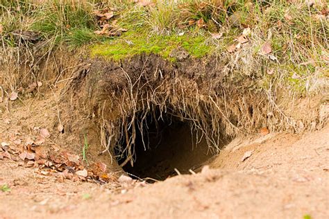 Animal Den Pictures, Images and Stock Photos - iStock