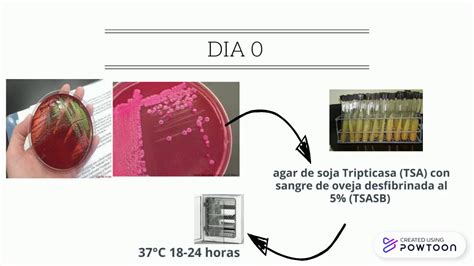 Electroforesis En Gel En Campo Pulsado Youtube