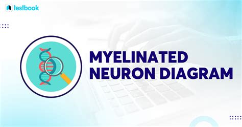 Myelinated Neuron Diagram Structure Functions And Myelinogenesis