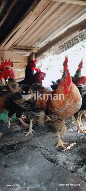 Farm Chickens For Sale In Batticaloa City Ikman