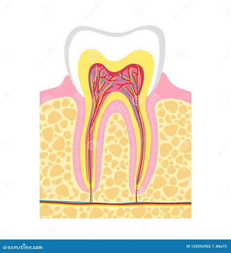 Human Tooth Structure Vector Illustration Human Tooth Anatomy Stock