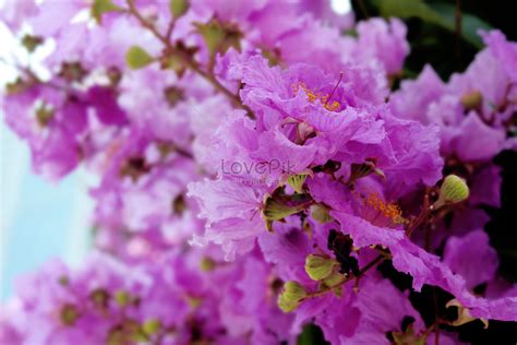 Lagerstroemia Speciosa Picture And HD Photos | Free Download On Lovepik