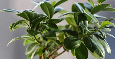 Types of Ficus Trees: Outdoors and Indoors Ficus Plants (Pictures Included)