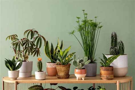 Las Mejores Plantas De Decoraci N Para Interiores