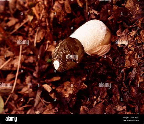 Volva En La Base Fotograf As E Im Genes De Alta Resoluci N Alamy