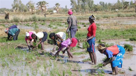 Travail des enfants AU SECOURS DES PETITS FORÇATS DU SECTEUR AGRICOLE