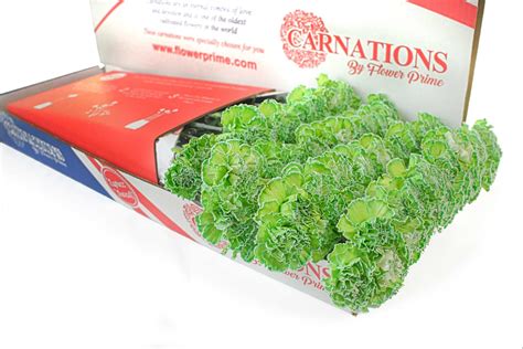 Tinted Green Carnations