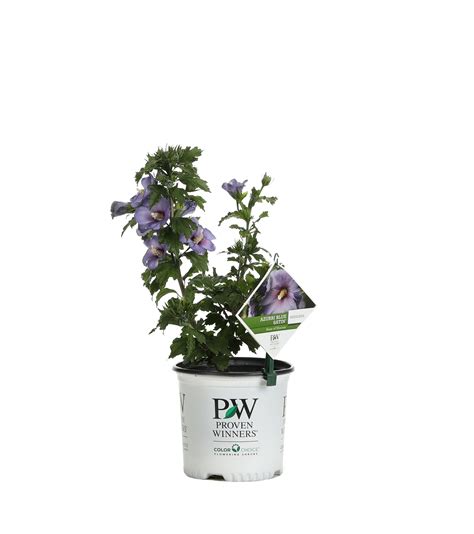Azurri Blue Satin® Rose of Sharon (Hibiscus syriacus) | Shrubs, Rose of