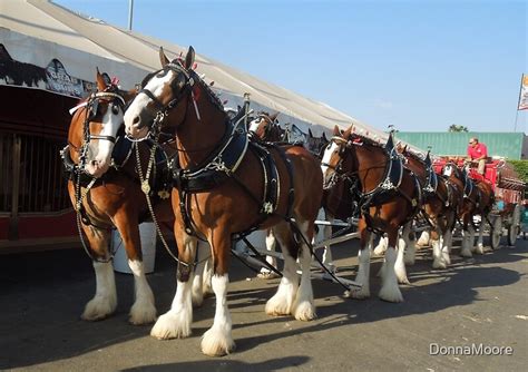 "The Budweiser Clydesdale horses....." by DonnaMoore | Redbubble