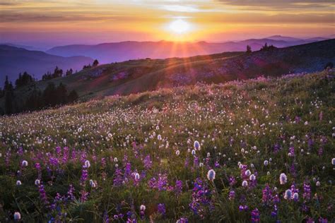 Mountain Wildflowers Backlit By Sunset Royalty Free Stock Photography ...