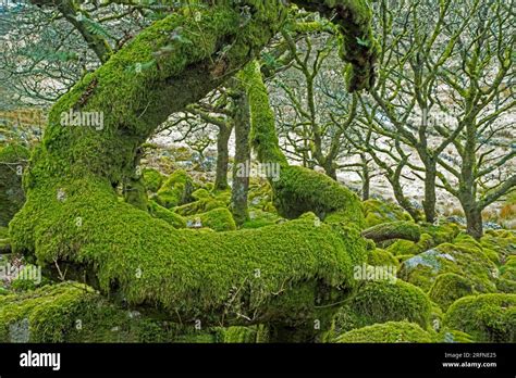 Wistmans Wood Dartmoor National Park Devon Stock Photo Alamy