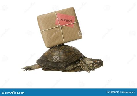 Delivery Turtle Stock Image | CartoonDealer.com #25030699