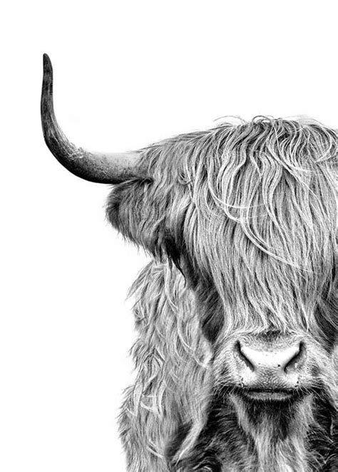 Highland Cow Sketch at PaintingValley.com | Explore collection of ...