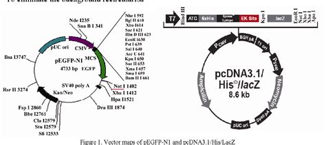 Plasmid Vector Gfp