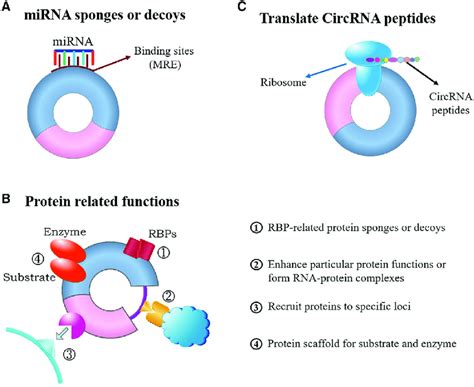 Functions Of Circrnas A Circrnas Can Act As Sponges Of Mirnas And