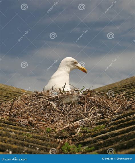 Seagull On Roof Nesting Royalty Free Stock Photo - Image: 908335