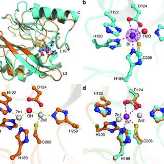 Crystallographic Analysis Reveals The Binding Mode Of Bi III In The