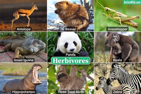 What Do Animals Eat Carnivores Vs Omnivores Vs Herbivores And More