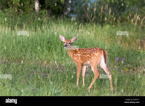 Fawn spots hi-res stock photography and images - Alamy