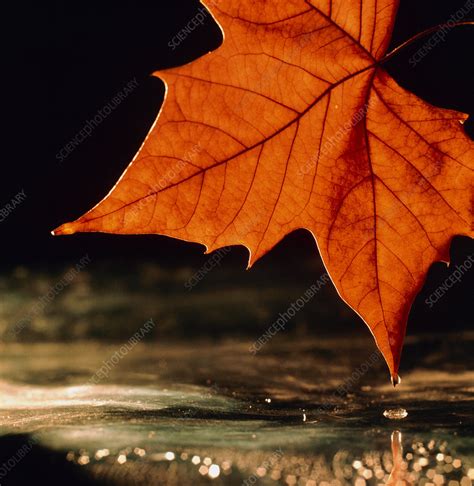 Autumn colour in maple leaf - Stock Image - B740/0238 - Science Photo ...