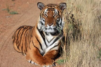 African Tiger