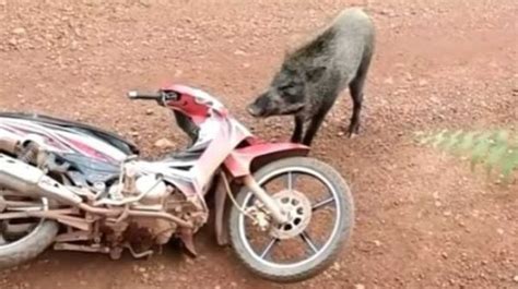 Panik Bertemu Babi Hutan Di Kebun Sawit Pria Pilih Kabur Tinggalkan Motor