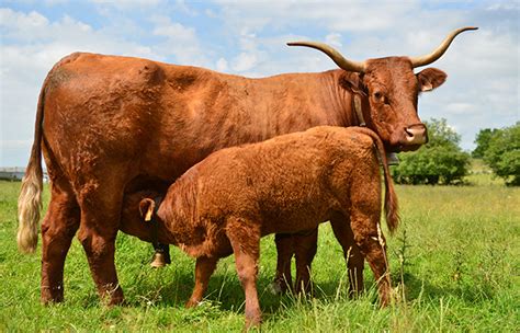 La Vache Salers