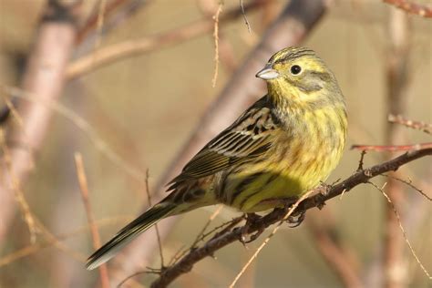 Escribano Cerillo O Emberiza Citrinella En Un Arbusto