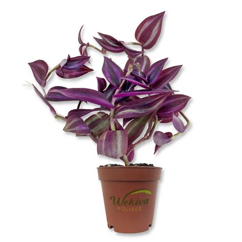 Tradescantia Purple Wandering Jew Live Plant In A 2 Inch Pot