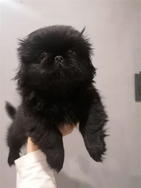 Pekingese Puppies in Johannesburg (09/12/2020)