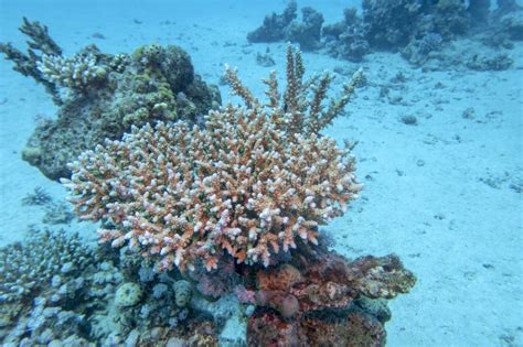 Arrecife De Coral Con Coral De La Acropora En El Fondo Arenoso Del