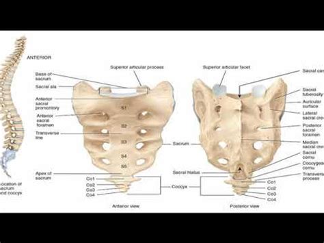 Sacrum Anatomy, Location, Functions, Labeled Diagram, 50% OFF