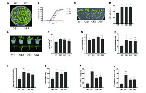 Function Of Zmacy In Plant Growth A Ten Day Old N Benthamiana