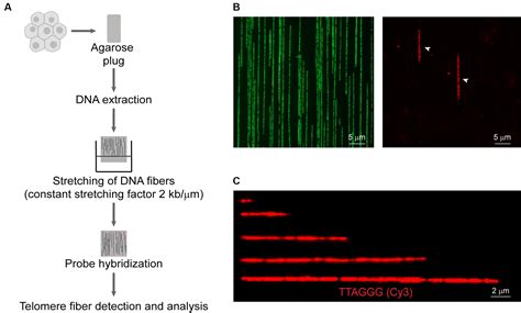 Frontiers Telomere Length Measurement By Molecular Combing