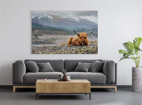 Highland Cow Canvas Print - Highland Cattle Canvas Art Prints Canada ...