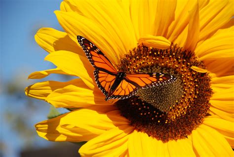 Monarch Butterfly Wallpaper