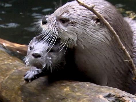 Baby otter learns to swim from mama at zoo - TODAY.com