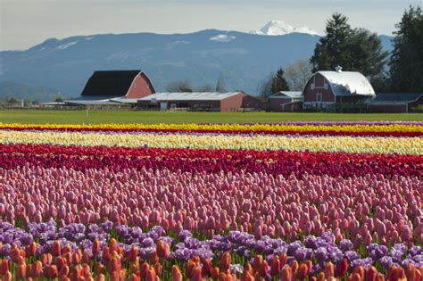 Tulip fever: A splash of color and life - The Norwegian American