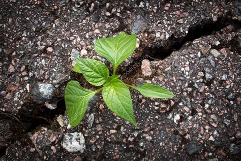 Planta que crece de la grieta en asfalto fotografía de stock candy18