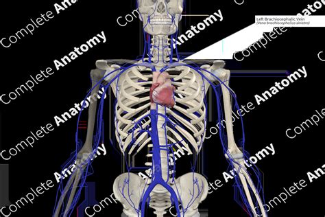 Left Brachiocephalic Vein Complete Anatomy