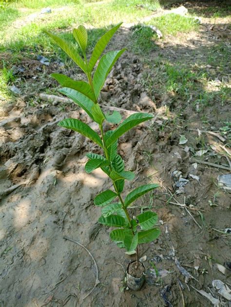 Full Sun Exposure Green Natural Guava Plant At Rs Piece In Lucknow