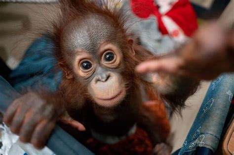 北市動物園紅毛猩猩「秀彩」重回媽媽懷抱 保育員捕捉超暖一幕 生活 自由時報電子報